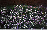 画像06の代替テキスト